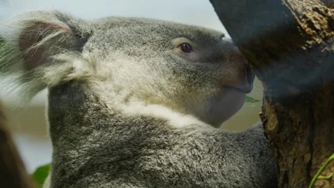 Close up of a  hungry koala bear  Video stock 296586347