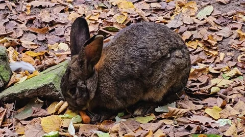 Close up of a hungry rabbit  Stock Footage 299653371