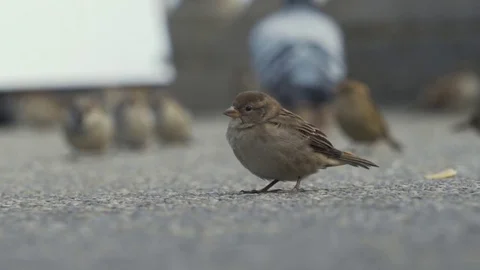 Close up of a hungry sparrow standing on the concrete pavement waiting to be fed Stockbeeldmateriaal 80532470