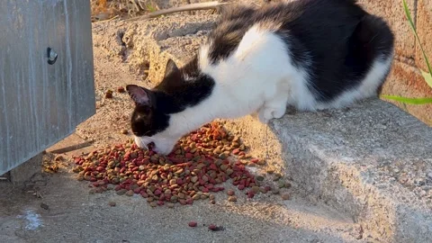 Close-up of a hungry stray black and white cat eating dry food outdoors with Stock Footage 345506607