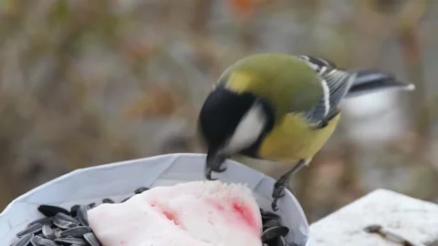 Close-up of a hungry tit pecking at lard, front view Stock Footage 233292167