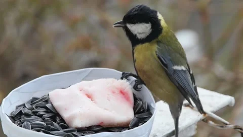 Close-up of a hungry tit pecking at lard 스톡 동영상 233292172