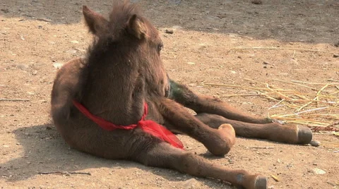 Close up on a hurt pony Stock Footage 40607346