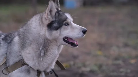Close-up of husky barking and howling in different directions 库存影片 312991285