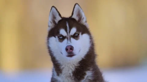 Close-up of a husky with different-colored eyes, posing in winter snow. Stock Footage 291885764