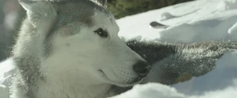 Close-up of husky dog Stock Footage 68495958
