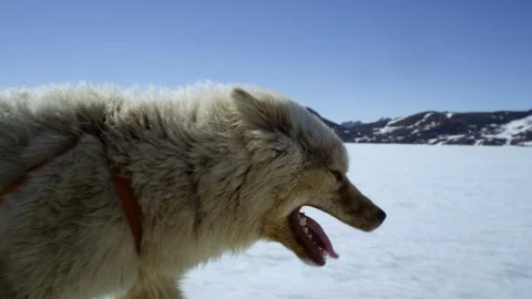 Close-up of husky dog pulling sled in snowy landscape Stock Footage 113269272