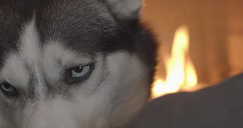 Close-up of a husky dog sitting next to a man and a fireplace in the Video stock 150986829