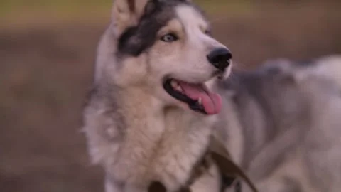 Close-up of a husky dog’s head as it moves and howls energetically. 库存影片 312991055