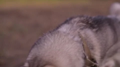 Close-up of a husky dog’s head as it moves and howls energetically. Видео 312991071