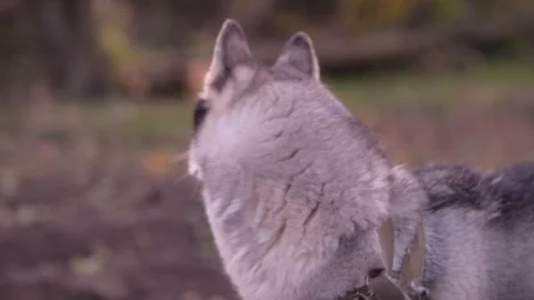 Close-up of husky head turning side to side Vídeos de archivo 312991135