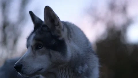 Close-up of husky licking its lips, staring at camera 库存影片 312991415
