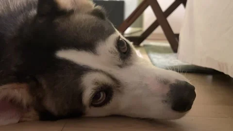 Close up Husky lying on the floor, looking relaxed and blinking slowly Stock Footage 278604405