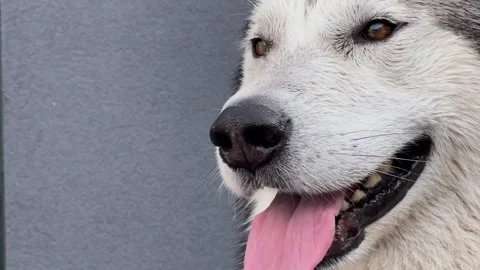 Close-up of husky muzzle and eyes with tongue out Stock-Footage 348731392