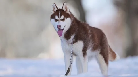 Close-up of a husky with one blue and one yellow eye in the snowy outdoors. Stock Footage 291884319