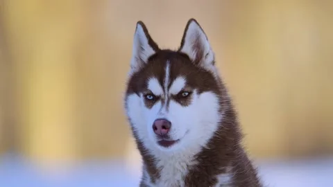 Close-up of a husky with striking eyes, blue and yellow, in the snowy landscape. Stock Footage 292822012