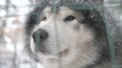 Close up Husky under the snow in the mountain Stock Footage 158925324