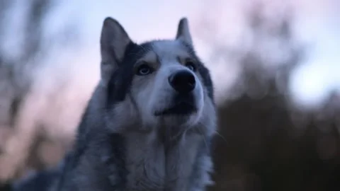 Close-up of husky’s head howling and barking loudly 库存影片 312991409