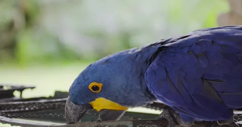 Close up of a Hyacinth macaw. Stock Footage 283714266