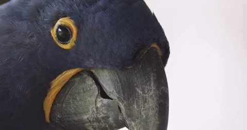 Close up of a Hyacinth macaw head. Stock Footage 284451108