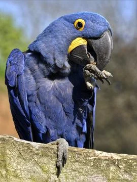 Close-up of Hyacinth macaw Stock Photos