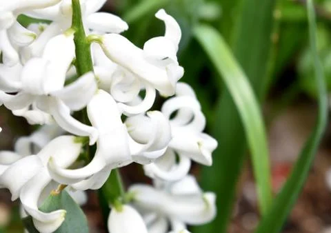Close up of Hyacinth white, background. Spring in Central Park, NYC Stock Photos