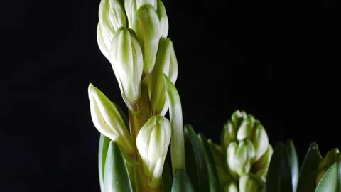 Close-up of hyacinths growing in spring. Vidéo 149114535