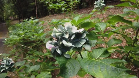 Close Up at Hydrangea Ajisai Flowers Forest Slope Rural Japan Nature Landscape Vídeo Stock 344471586