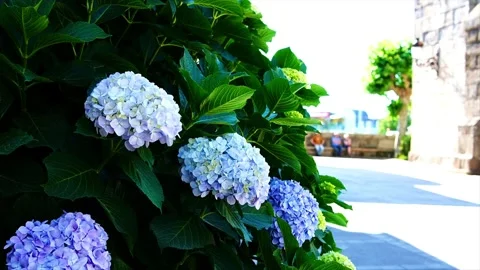 Close-up of hydrangea blooming in a small village church square Stock Footage 242350409