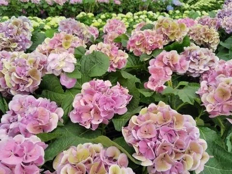 Close-up Hydrangea Blooms Foto stock