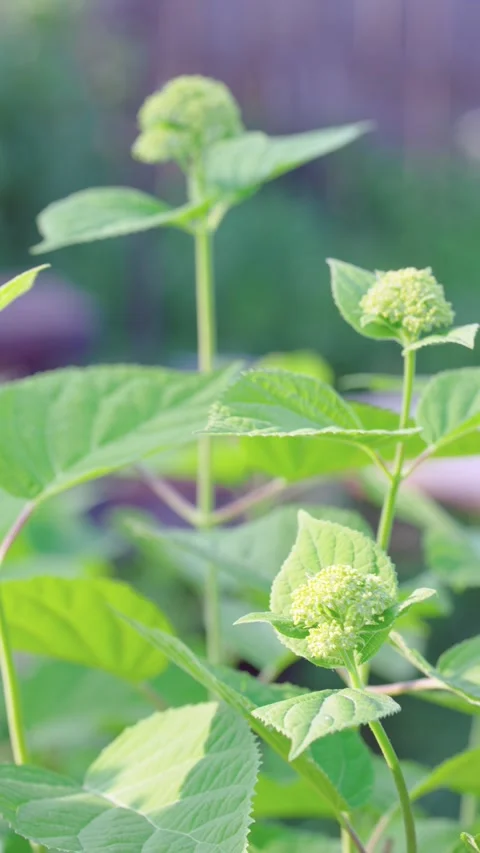Close-up hydrangea buds with serrated leaves in soft garden light vertical portr Video stock 342949400