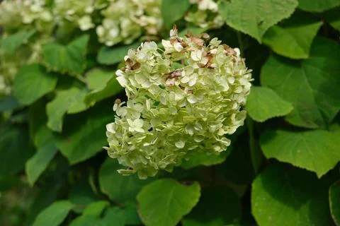 Close-up of hydrangea flower with aging petals in soft green and brown tone.. 写真素材