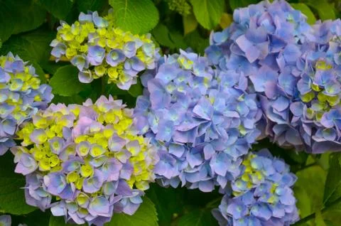 Close up of hydrangea flower in blue and violet flowers Stock Photos