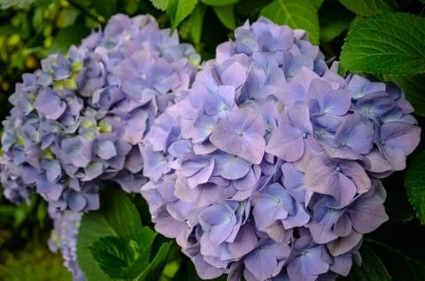 Close up of hydrangea flower in blue and violet flowers Foto stock