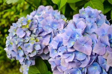 Close up of hydrangea flower in blue and violet flowers Stock Photos