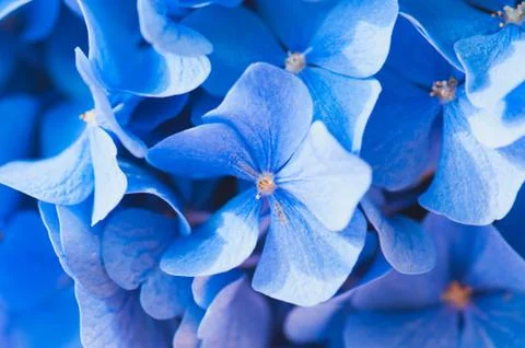 Close up of hydrangea flower close up Stock Photos