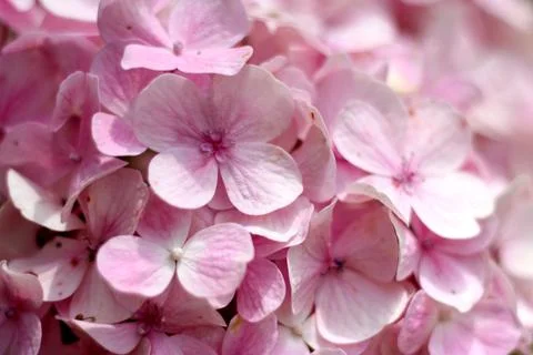 Close-up of hydrangea flower Stock-Fotos