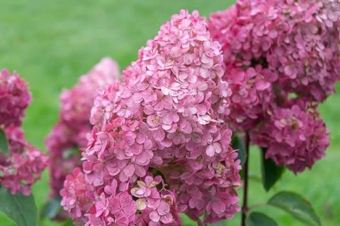 Close up of hydrangea flower. Foto stock