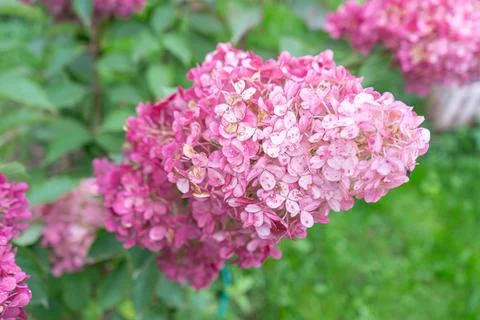 Close up of hydrangea flower. Stock Photos