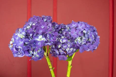 Close up the Hydrangea flower on a red background. Stock Photos