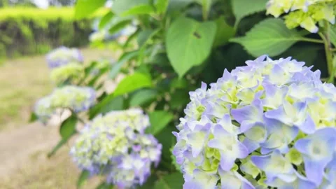 Close-up of hydrangea flowers in early summer Stock Footage 276485768