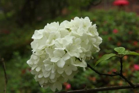 Close up of hydrangea flowers in the garden Stock Photos