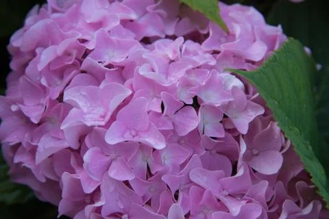 Close-up of hydrangea flowers. An intense pink color. Flowers in drops of rai Stock Photos