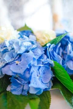 Close-up of Hydrangea flowers Stock Photos