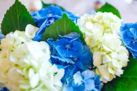Close-up of Hydrangea flowers Stock Photos