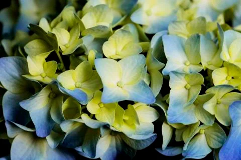 Close-up of Hydrangea Flowers Stock Photos