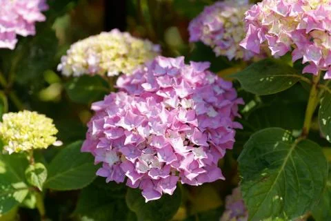 Close-up of Hydrangea flowers Foto stock