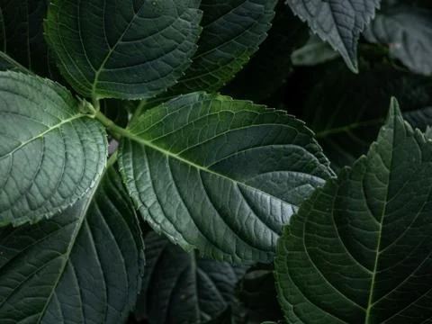 Close up of hydrangea (hydrangea macrophylla) leaf. Floral banner. Foto stock