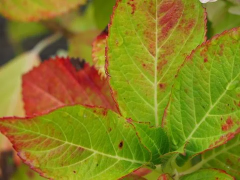 Close-up of a hydrangea leaf in Autumn showing the green leaves transitioning to 스톡 사진