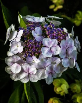 Close up of Hydrangea Macrophyla in garden 写真素材